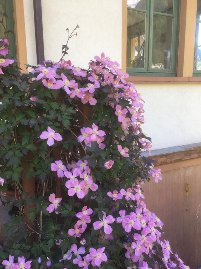 L'Aria Di Casa Bed & Breakfast Alagna Valsesia Exterior photo